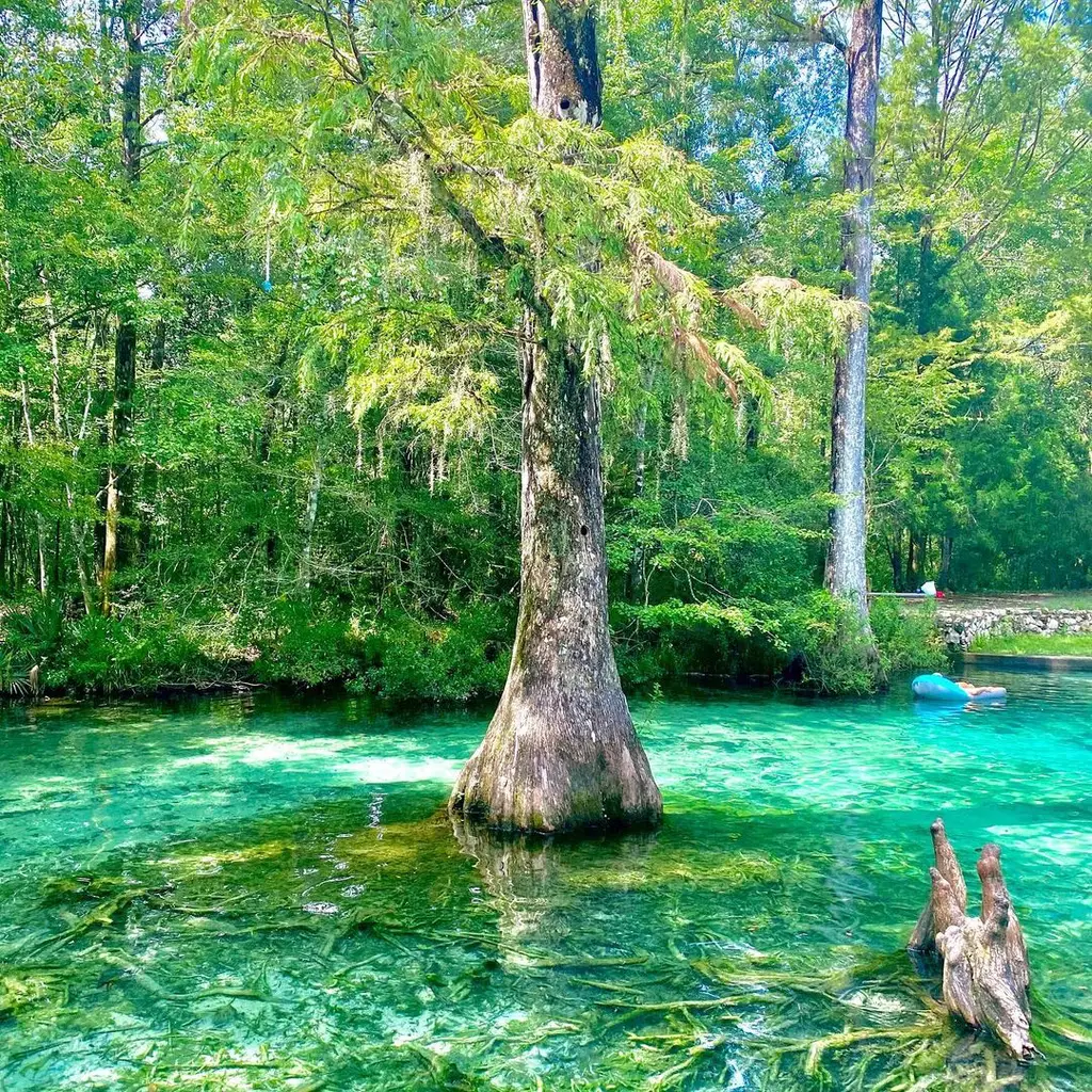 Cypress tree rising from the clear turquoise spring water of a Leon County, Florida swimming hole.